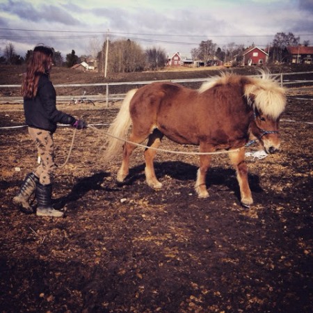 En av mina elever; Ellen och hennes islandshäst Stella